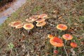 091101Herfstwandeling057.jpg: 720x480, 166k (May 16, 2024, at 07:49 PM)