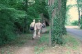 100704Zomerwandeling063.jpg: 720x480, 118k (May 16, 2024, at 07:49 PM)