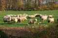 101107Herfstwandeling011.jpg: 720x480, 139k (May 16, 2024, at 07:50 PM)