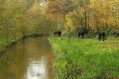 101107Herfstwandeling073.jpg: 720x480, 129k (May 16, 2024, at 07:50 PM)