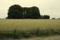 1100703_Zomerwandeling29.jpg: 900x600, 138k (May 16, 2024, at 07:50 PM)